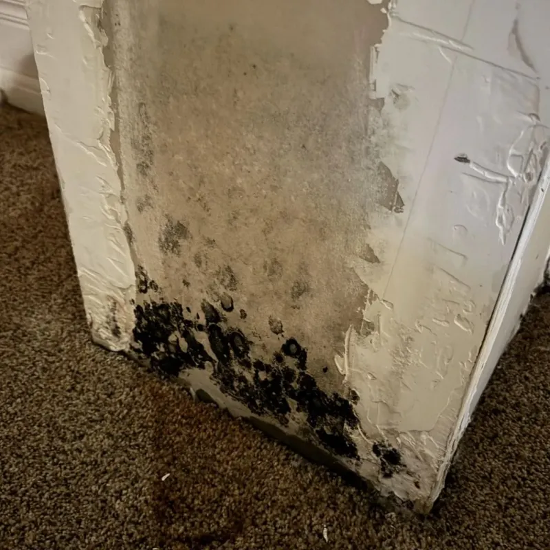 Professional Mold Removal in McChord Air Force Base, WA